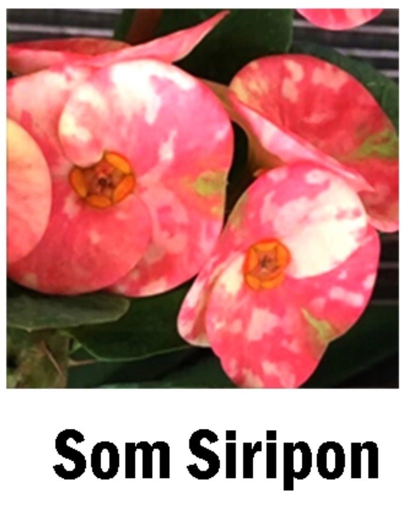 ~~SOM SIRIPON~~Crown Of Thorns-Euphorbia Milii~~CHRIST PLANT~~STARTER PLANT
