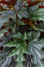 Load image into Gallery viewer, ***SOPHIA*** Angel Wing Begonia Rooted Starter Plant
