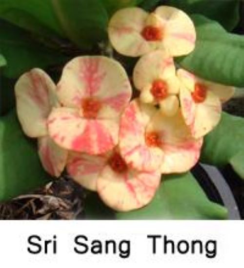 ~~SRI SANGTHONG~~Crown Of Thorns-Euphorbia Milii~~CHRIST PLANT~~STARTER PLANT
