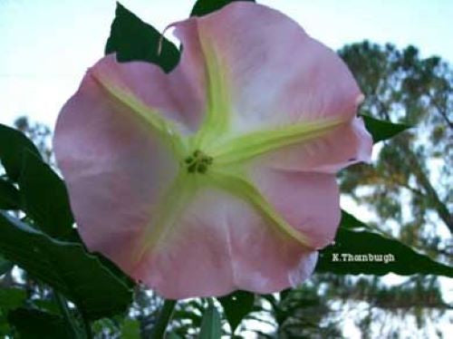 STRAWBERRIES N CREAM** Brugmansia Angels Trumpet Plant**Fragrant Pink Flowers*