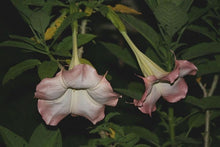 Load image into Gallery viewer, STRAWBERRIES N CREAM** Brugmansia Angels Trumpet Plant**Fragrant Pink Flowers*
