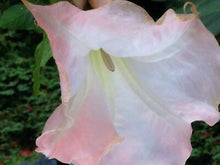 Load image into Gallery viewer, STRAWBERRIES N CREAM** Brugmansia Angels Trumpet Plant**Fragrant Pink Flowers*
