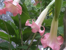 Load image into Gallery viewer, STRAWBERRIES N CREAM** Brugmansia Angels Trumpet Plant**Fragrant Pink Flowers*
