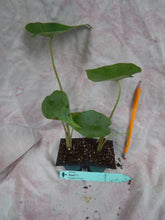 Load image into Gallery viewer, **SUMO**Alocasia **Rooted Starter Plant**
