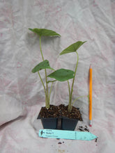 Load image into Gallery viewer, **SUMO**Alocasia **Rooted Starter Plant**
