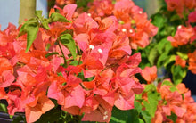 Load image into Gallery viewer, **SUNDOWN ORANGE** Live Bougainvillea Well Rooted Starter Plant
