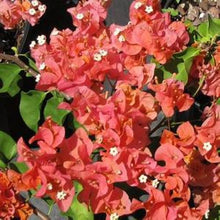 Load image into Gallery viewer, **SUNDOWN ORANGE** Live Bougainvillea Well Rooted Starter Plant
