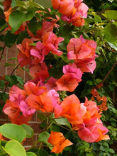 Load image into Gallery viewer, **SUNDOWN ORANGE** Live Bougainvillea Well Rooted Starter Plant
