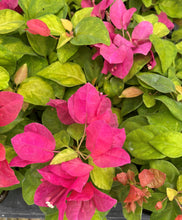 Load image into Gallery viewer, **SUNSTONE RED**Live Bougainvillea Well Rooted Starter Plant
