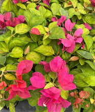 Load image into Gallery viewer, **SUNSTONE RED**Live Bougainvillea Well Rooted Starter Plant
