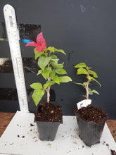 Load image into Gallery viewer, **SUNSTONE RED**Live Bougainvillea Well Rooted Starter Plant
