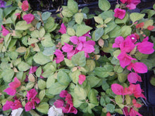 Load image into Gallery viewer, **SUNSTONE RED**Live Bougainvillea Well Rooted Starter Plant
