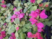 Load image into Gallery viewer, **SUNSTONE RED**Live Bougainvillea Well Rooted Starter Plant
