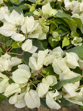 Load image into Gallery viewer, **SUNSTONE WHITE**Live Bougainvillea Well Rooted Starter Plant
