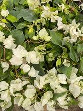 Load image into Gallery viewer, **SUNSTONE WHITE**Live Bougainvillea Well Rooted Starter Plant
