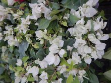 Load image into Gallery viewer, **SUNSTONE WHITE**Live Bougainvillea Well Rooted Starter Plant
