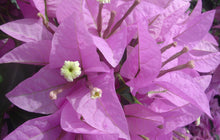 Load image into Gallery viewer, **SILHOUETTE**Live Bougainvillea Well Rooted Starter Plant
