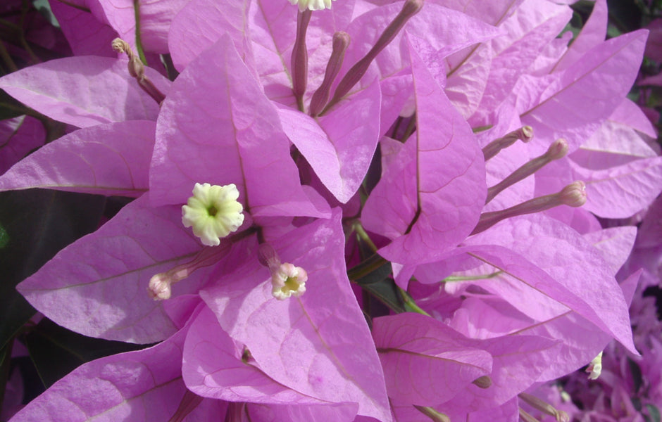 **SILHOUETTE**Live Bougainvillea Well Rooted Starter Plant