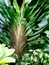 Load image into Gallery viewer, **SINGAPORE TWIST** Cordyline Terminalis Hawaiian Ti Plant **AKA Good Luck Plants
