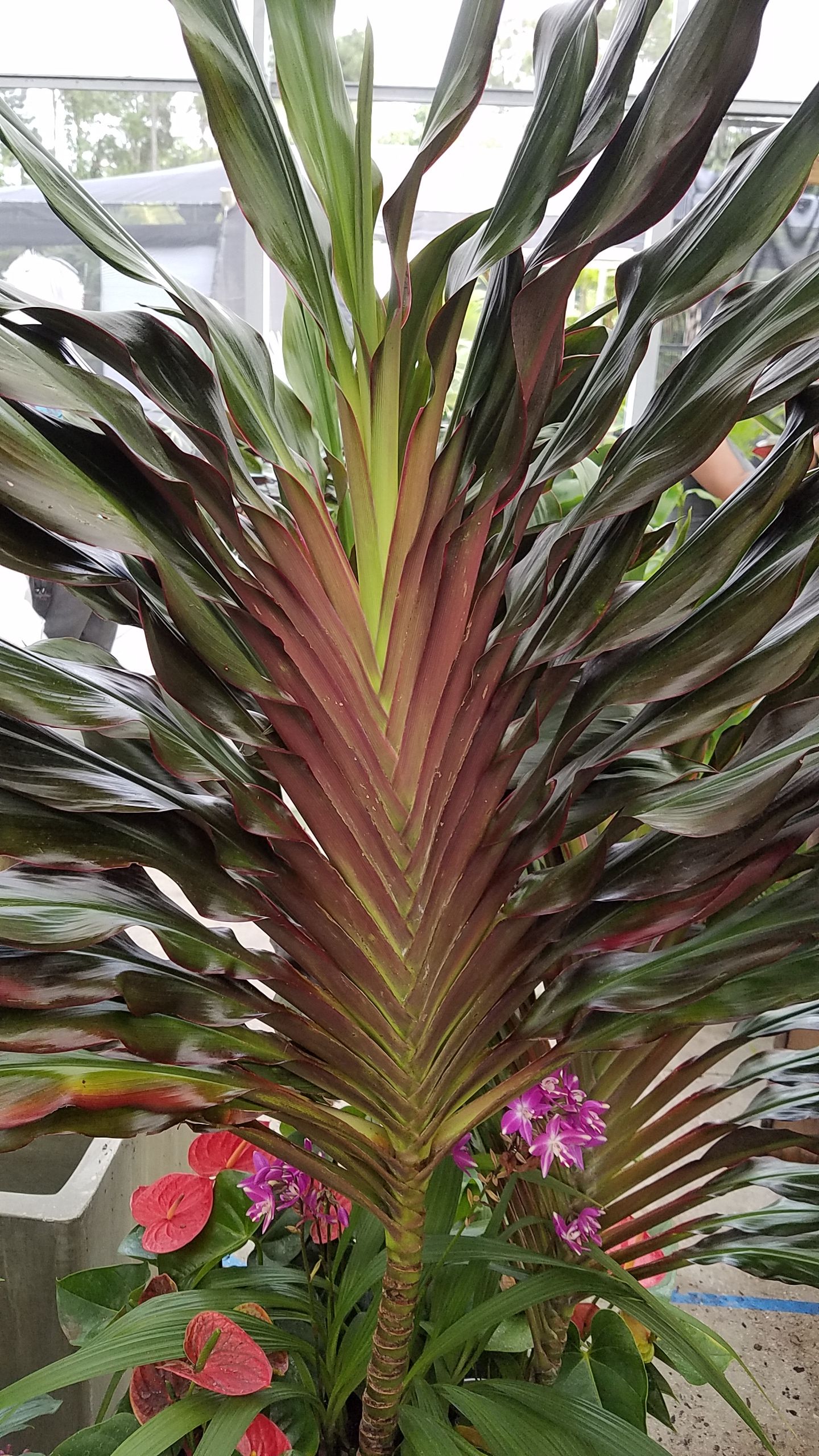 **SINGAPORE TWIST** Cordyline Terminalis Hawaiian Ti Plant **AKA Good Luck Plants