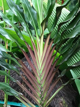 Load image into Gallery viewer, **SINGAPORE TWIST** Cordyline Terminalis Hawaiian Ti Plant **AKA Good Luck Plants
