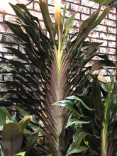 Load image into Gallery viewer, **SINGAPORE TWIST** Cordyline Terminalis Hawaiian Ti Plant **AKA Good Luck Plants
