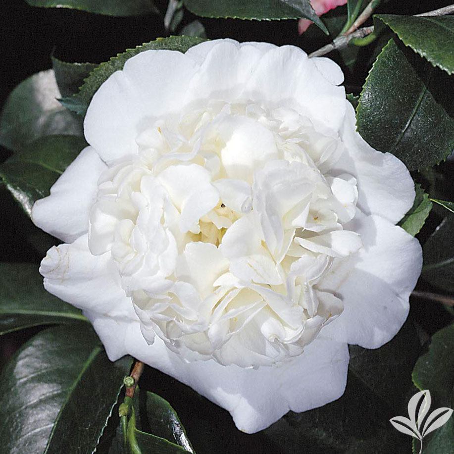 ***SNOW CHAN*** Camellia Japonica-Live Starter Plant