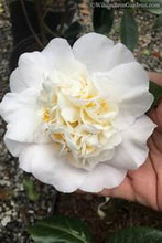 Load image into Gallery viewer, ***SNOW CHAN*** Camellia Japonica-Live Starter Plant
