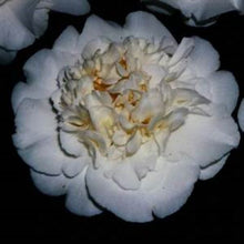 Load image into Gallery viewer, ***SNOW CHAN*** Camellia Japonica-Live Starter Plant
