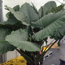 Load image into Gallery viewer, **SUMO**Alocasia **Rooted Starter Plant**
