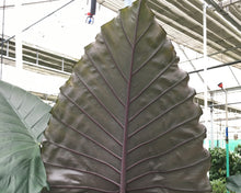 Load image into Gallery viewer, **SUMO**Alocasia **Rooted Starter Plant**
