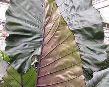 Load image into Gallery viewer, **SUMO**Alocasia **Rooted Starter Plant**
