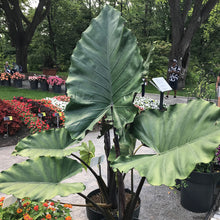 Load image into Gallery viewer, **SUMO**Alocasia **Rooted Starter Plant**
