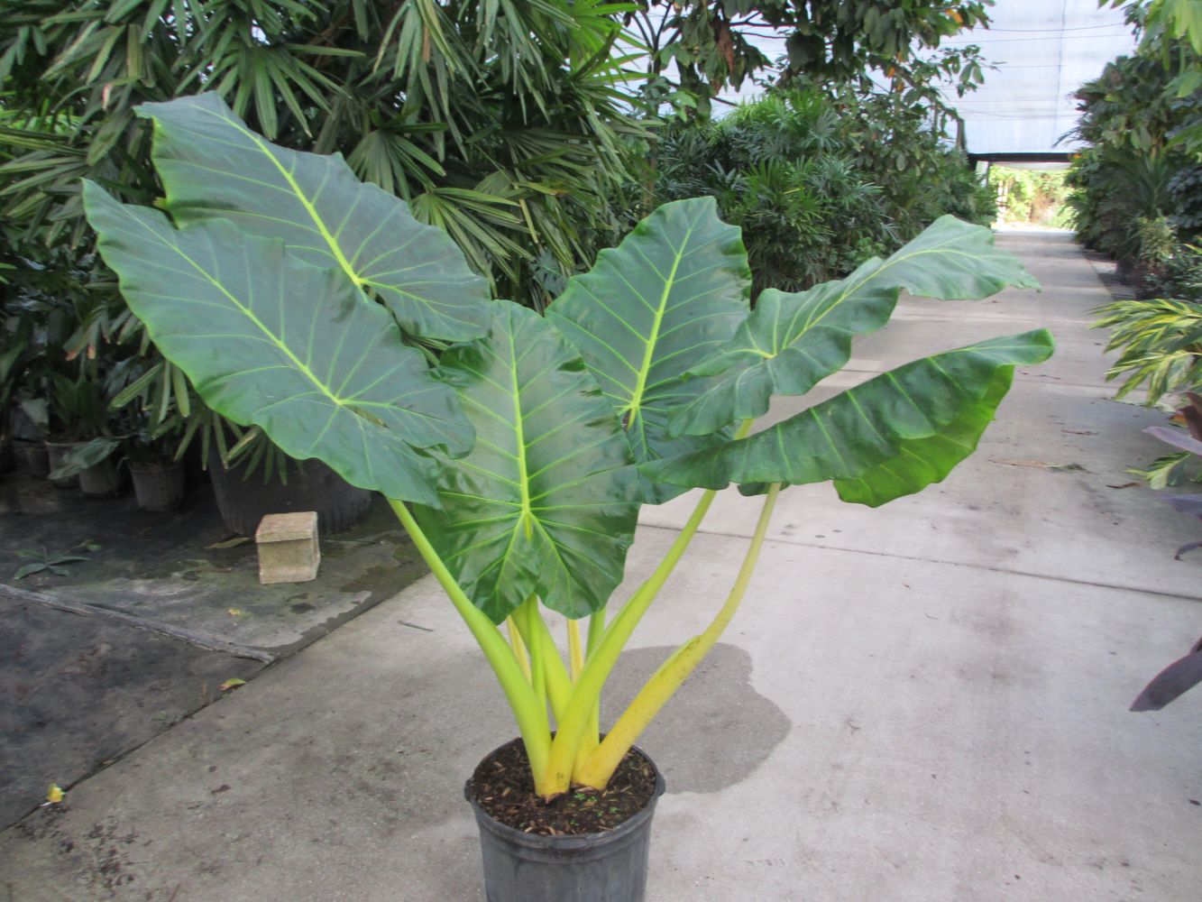 **SUMO**Alocasia **Rooted Starter Plant**