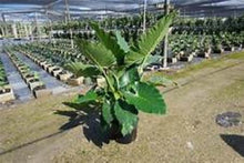 Load image into Gallery viewer, **SUMO**Alocasia **Rooted Starter Plant**
