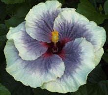 Load image into Gallery viewer, ***TAHITIAN TAUI*** Small Rooted Exotic Tropical Hibiscus Starter Plant***AKA Fancy Hibiscus
