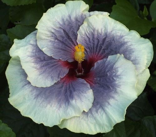 ***TAHITIAN TAUI*** Small Rooted Exotic Tropical Hibiscus Starter Plant***AKA Fancy Hibiscus