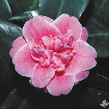 Load image into Gallery viewer, ***TAMA BAMBINO*** Camellia Japonica-Live Starter Plant
