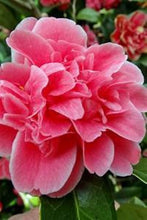 Load image into Gallery viewer, ***TAMA BAMBINO*** Camellia Japonica-Live Starter Plant
