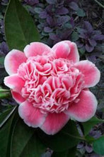 Load image into Gallery viewer, ***TAMA BAMBINO*** Camellia Japonica-Live Starter Plant
