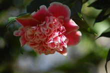 Load image into Gallery viewer, ***TAMA BAMBINO*** Camellia Japonica-Live Starter Plant
