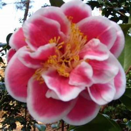 ***TAMA BAMBINO*** Camellia Japonica-Live Starter Plant