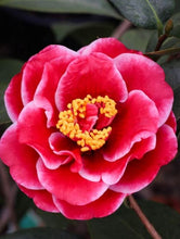 Load image into Gallery viewer, ***TAMA VINO*** Camellia Japonica-Live Starter Plant
