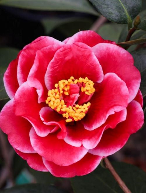 ***TAMA VINO*** Camellia Japonica-Live Starter Plant