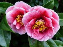 Load image into Gallery viewer, ***TAMA VINO*** Camellia Japonica-Live Starter Plant
