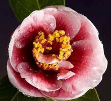 Load image into Gallery viewer, ***TAMA VINO*** Camellia Japonica-Live Starter Plant
