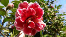 Load image into Gallery viewer, ***TAMA VINO*** Camellia Japonica-Live Starter Plant
