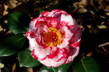 Load image into Gallery viewer, ***TERRY GILLEY*** Bicolor Bloom Camellia Japonica-Live Starter Plant
