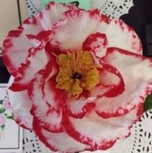 Load image into Gallery viewer, ***TERRY GILLEY*** Bicolor Bloom Camellia Japonica-Live Starter Plant
