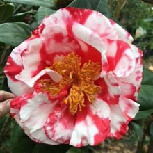 Load image into Gallery viewer, ***TERRY GILLEY*** Bicolor Bloom Camellia Japonica-Live Starter Plant
